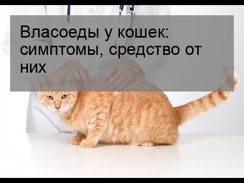 Видео: Власоеды у кошек: симптомы, средство от них