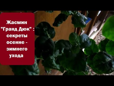 Видео: Жасмин " Гранд Дюк " //Особенности осенне - зимнего содержания