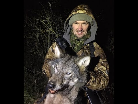 Видео: Молчание ягнят. Песни с волками.