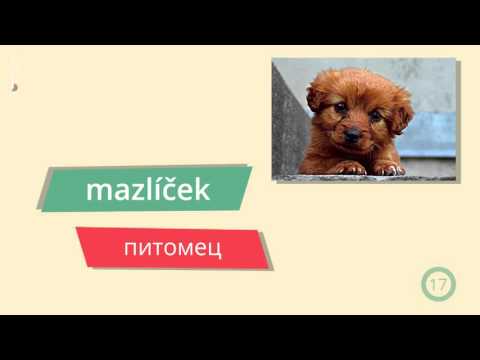 Видео: 9. Лекция Rodina a dům – Семья и дом. Чешский язык с GoStudy.