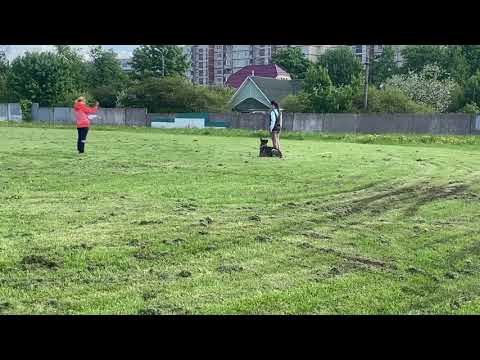 Видео: ФанДогс. Тайфун(Логан) фом Грюнен Штадт. Сдача ОКД. ОКД 1 степень 90 баллов. 5 дней подготовки.