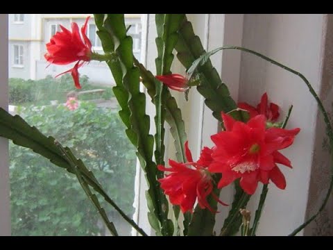 Видео: ЭПИФИЛЛУМ  (Epiphyllum)  (ФИЛЛОКАКТУС)  РАСЦВЁЛ