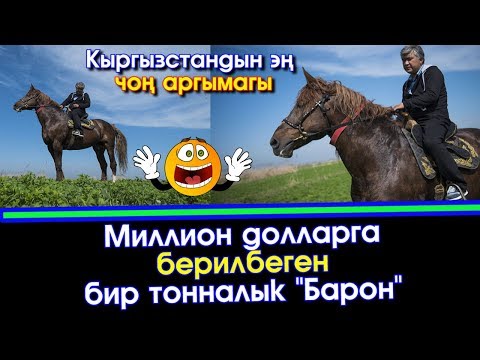 Видео: Видео: Миллион долларга берилбеген бир тонналык "Барон" | Акыркы Кабарлар