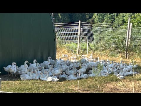 Видео: Ферма в Германии.Гуси и Утки живут на поле.