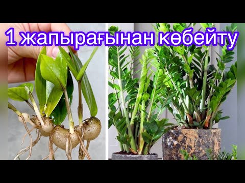 Видео: ДОЛЛАР гүліне ӘЖІМ түсті және СОЛЫП БАРАДЫ. Не істеу керек❓