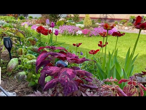 Видео: Колеусы/ рассадила на пмж/ уход/ нюансы/Спирея серая Грефшейм/🌿🍃🌿🧑‍🌾