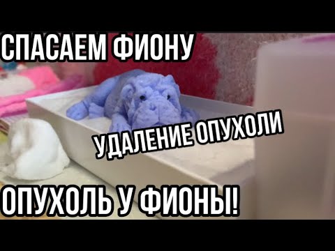 Видео: У Фионы ОПУХОЛЬ! Удаляем опухоль и вакцинируем!