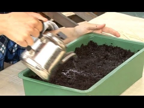 Видео: Все о выращивании капусты. Посев капусты на рассаду.Часть 2