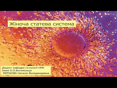 Видео: Жіноча статева система