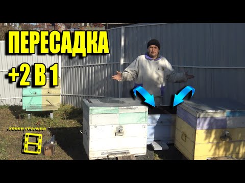 Видео: ОРГАНИЗАЦИЯ ЗИМОВКИ СЛАБЫХ СЕМЕЙ. ПЕРЕСАДКА ПЧЕЛ ОСЕНЬЮ ДЛЯ НАЧИНАЮЩИХ ПЧЕЛОВОДОВ 30-21