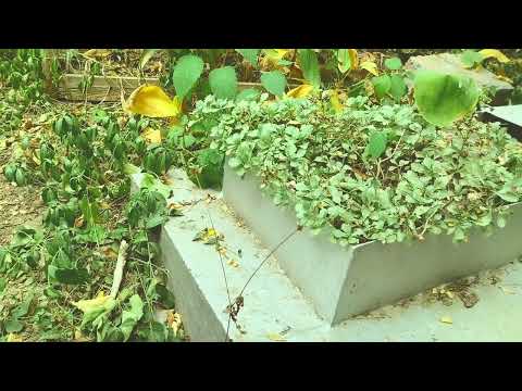 Видео: Правила рвботы на кладбище. Активные могилы. Ритуалы.