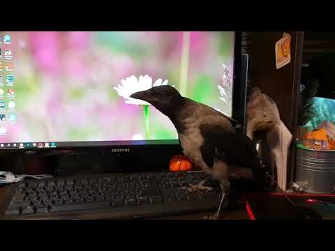 Видео: Актуальное о птенцах диких птиц. Что делать, если вы нашли птенца