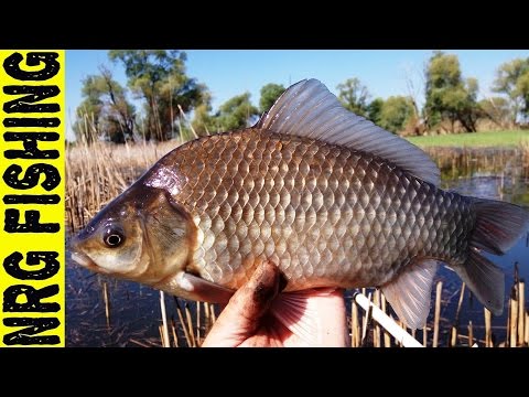 Видео: Рыбалка на крупного карася | БОКОВОЙ КИВОК просто не оторвать глаз