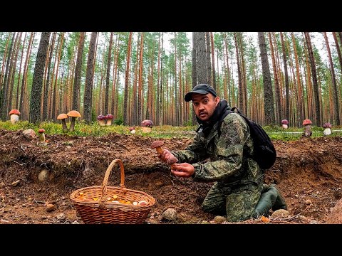 Видео: МЕЧТА СБЫЛАСЬ! КУДА НИ ГЛЯНЕШЬ - ВЕЗДЕ ГРИБЫ! БОРОВИКИ И ПОДОСИНОВИКИ В СОСНОВОМ БОРУ | ГРИБЫ 2023