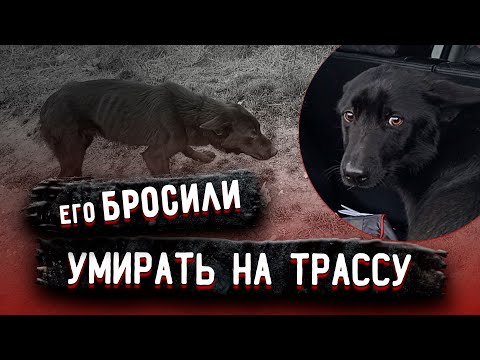 Видео: Зимой на трассе стоял истощенный пес, он давно не ел, не пил и замерзал. Сколько же боли в глазах.