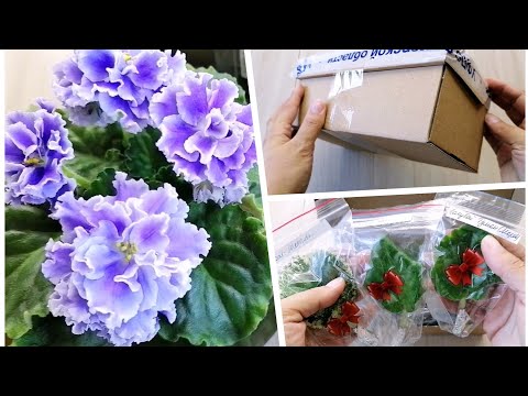 Видео: Посылка с листами фиалок из Самарской области
