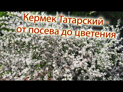 Видео: Кермек Татарский Лимониум   выращивание из семян от посева до цветения