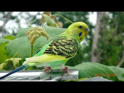 Видео: 👁️Какое зрение у волнистых попугаев? | Видят ли попугаи в темноте?