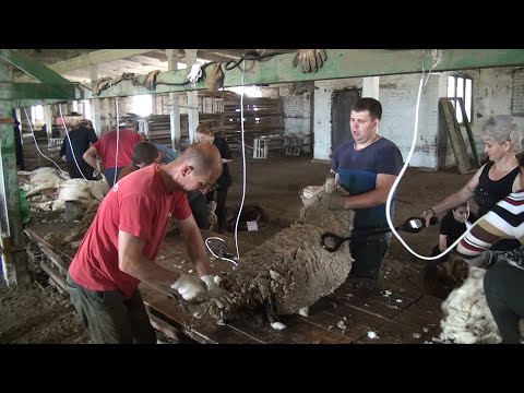 Видео: В хозяйстве «Белозерное» идет стрижка овец