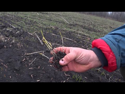 Видео: Сей поглубже все взойдет.  Озимая пшеница прямой посев.