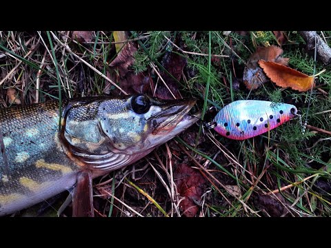 Видео: ЩУКА КЛЮВАЛА НА ЦЮ БЛЕШНЮ ! ЛОВЛЯ ЩУКИ НА СПІНІНГ З БЕРЕГА !!!