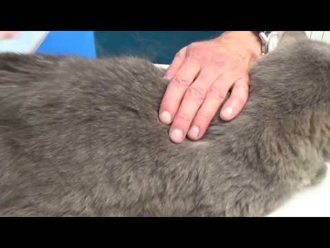 Видео: Осматриваем животное сами