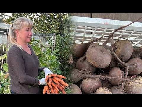Видео: Наш урожай 🫜🥕/ Дача 5 соток 🏡