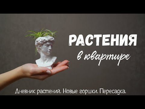 Видео: Пересаживаю растения в новые горшки