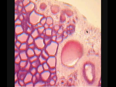 Видео: ЩИТОВИДНАЯ ЖЕЛЕЗА. THYROID GLAND. В световой микроскоп.