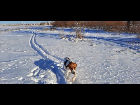 Видео: Охота с Русскими пегими гончими на зайца #25