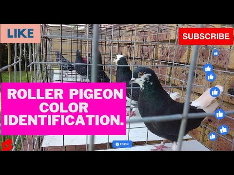 Видео: Определение цвета бирмингемского голубя-роллера с помощью Ум Хенни