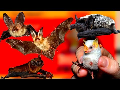 Видео: Почему летучая мышь летит на белую простыню. Факты про летучих мышей
