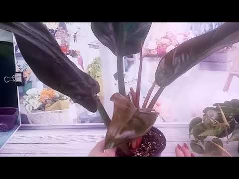 Видео: Красавчики филодендроны