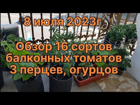 Видео: 08.07.23. Балконные томаты, 16 сортов. Обзор.3 сорта Балконных перцев
