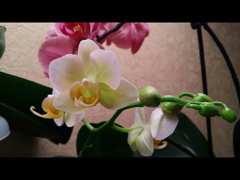 Видео: ОРХИДЕИ на реанимации..над водой..все живы..23.03.2020.