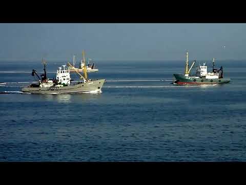 Видео: *Промысел хамсы в керченском проливе кошельковым неводом и подрезка ставника*