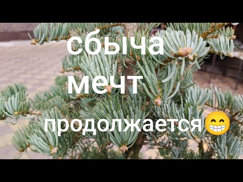 Видео: 3.10.25#что сделано#пихта одноцветная Арчерс Дварф💝