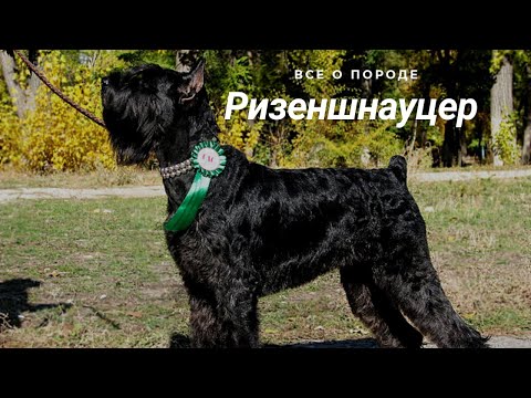 Видео: Ризеншнауцер/Rizenshnaucer/ всё о породе / интересные факты