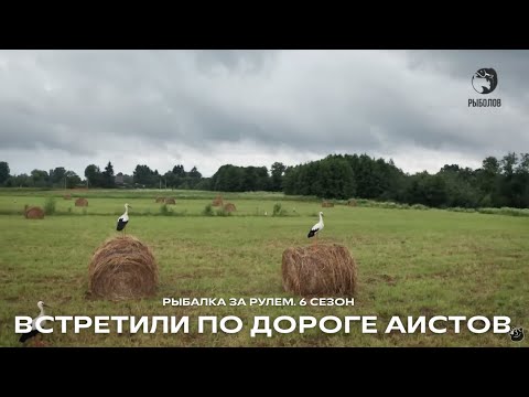 Видео: Трофейный окунь. Встретили по дороге аистов / Рыбалка за рулем / 6 сезон. 22 серия