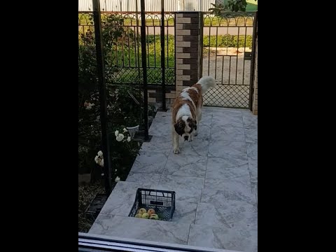 Видео: Огородные работы и наше рыжее солнышко