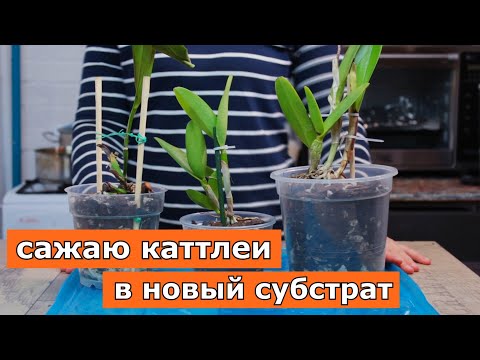 Видео: ПЕРЕСАДКА КАТТЛЕЙ в готовый субстрат (Катька из мусорки, разный способ крепления в горшочках, и др.)