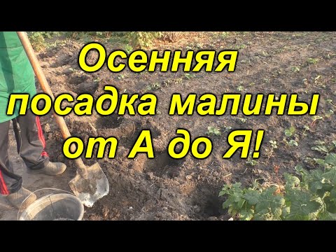 Видео: Посадка малины осенью от А до Я! Что кладём в лунку.