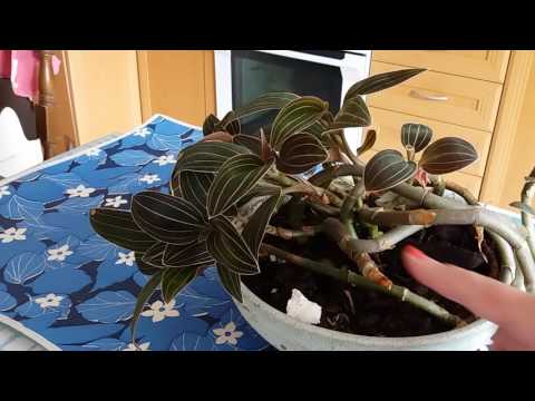 Видео: Орхидея Лудизия  (Ludisia).Уход.