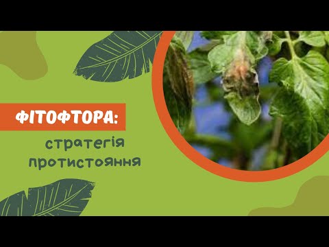 Видео: Як приборкати фітофтору на томатах