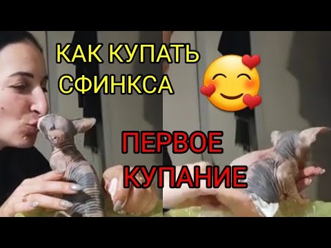 Видео: Как правильно купать котёнка Сфинкса.  Первый раз в жизни принимаем ванную 😻💗Котята Сфинкс.