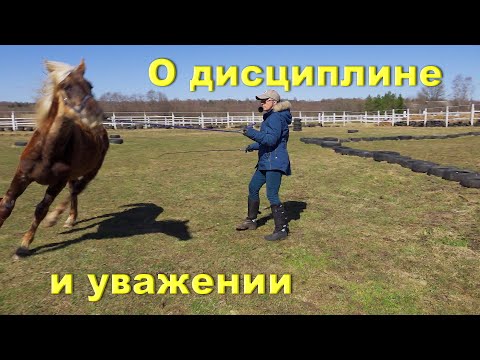 Видео: Ответы на вопросы. Дисциплина.