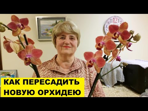 Видео: КАК ПЕРЕСАДИТЬ НОВУЮ ОРХИДЕЮ В ПУСТУЮ БАНКУ