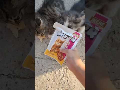 Видео: 17 октября 2025 г.