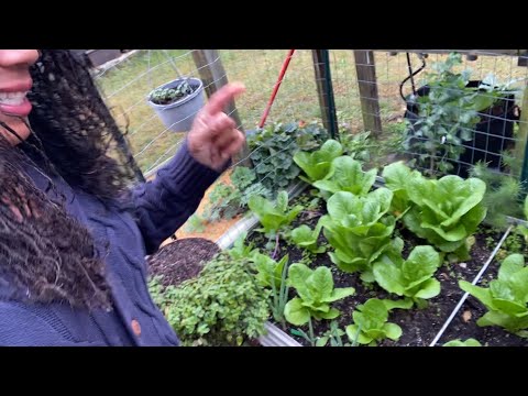 Видео: Ноябрьский тур по садам 2025 года. Осенний сад