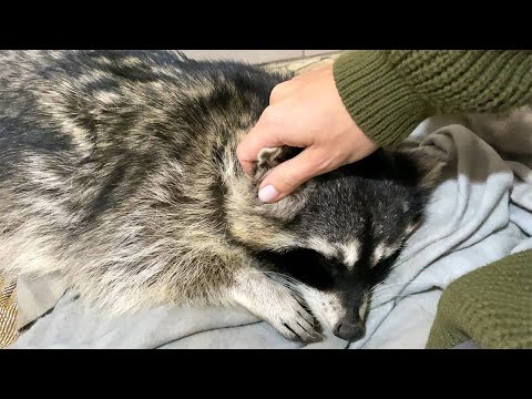 Видео: ЕНОТ ГОРУШКА УЧИТ ЗЕФИРКУ РАЗНЫМ ХИТРОСТЯМ